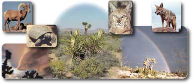 Yucca Valley, CA Community Information in the Morongo Basin Logo